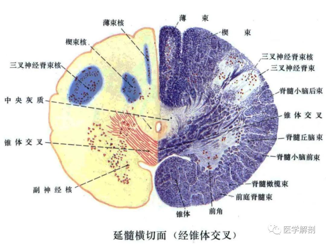 脑干内部超详细功能解剖图，病损表现及定位诊断|神经核|外侧|延髓|内丘|三叉|-健康界