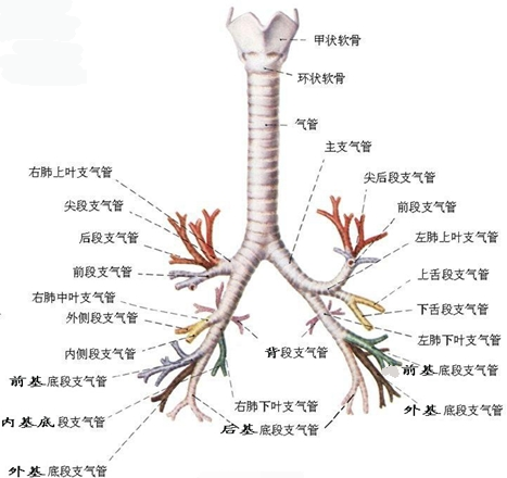 图1-4是我们经常用到的支气管树解剖示意图,是我们讲解的重点