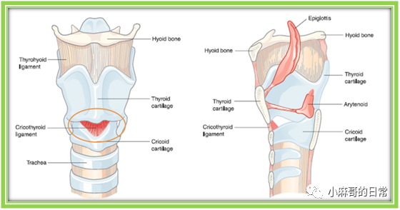 arytenoid cartilage图片