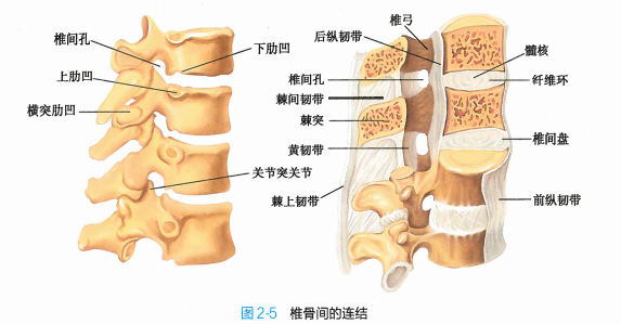 躯干骨总结示意图图片