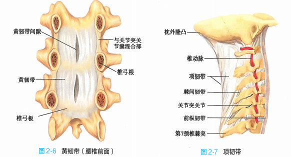 ligamentun nuchne 棘上韧带是连结胸