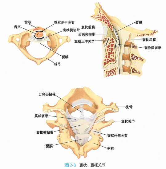 寰枢关节沿齿突垂直轴运动,使头连同寰椎进行旋转