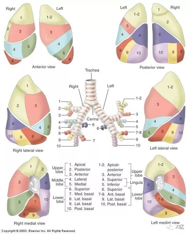 超详细的肺部影像解剖图谱