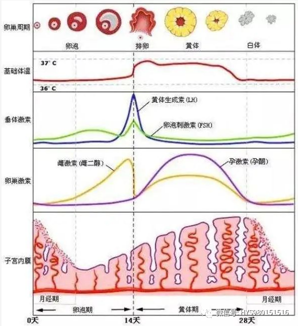 关于月经周期6,睾酮(t):是由卵巢及肾上腺皮质分泌的雄烯二酮转化而来