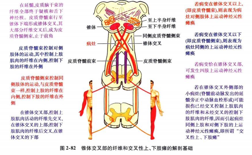 锥体束传导图片