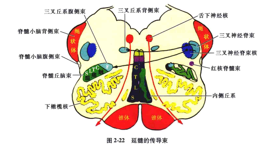 (3)可以出现节段性感觉障碍:在延髓中部,脊髓丘脑侧束及脊髓丘脑前束