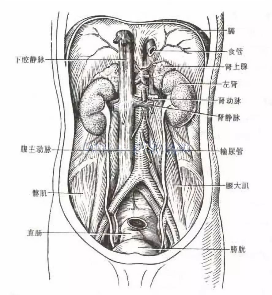 一文了解,泌尿系统解剖图谱