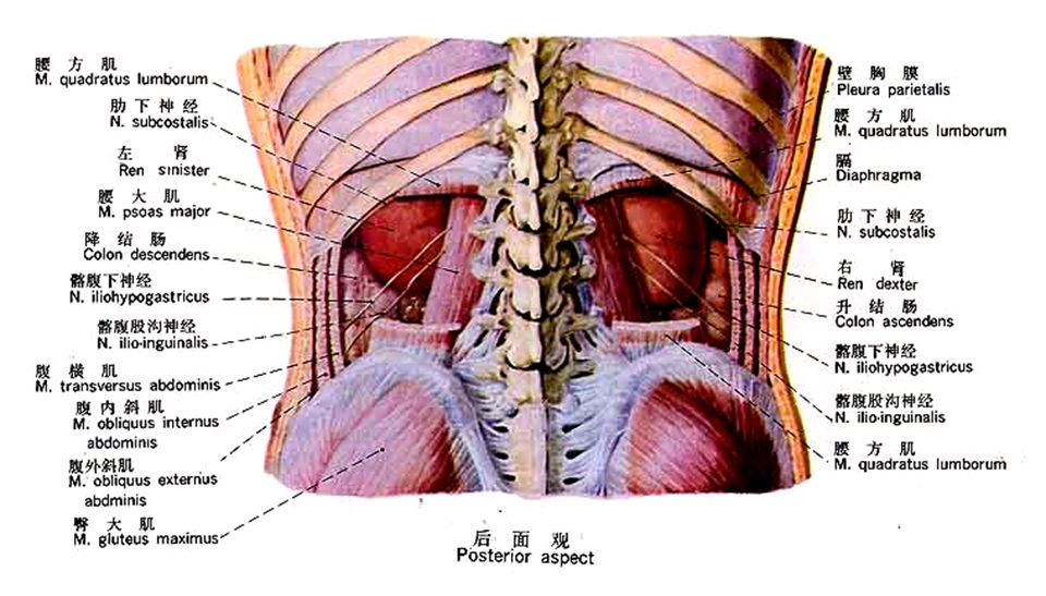 一文了解,泌尿系统解剖图谱