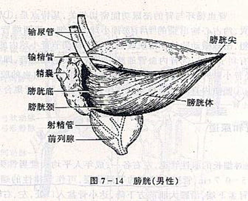 一文了解,泌尿系統解剖圖譜_醫學界-助力醫生臨床決策和職業成長