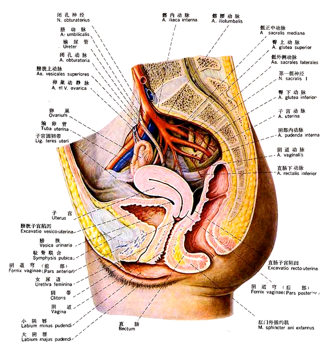 一文了解,泌尿系统解剖图谱_医学界-助力医生临床决策和职业成长