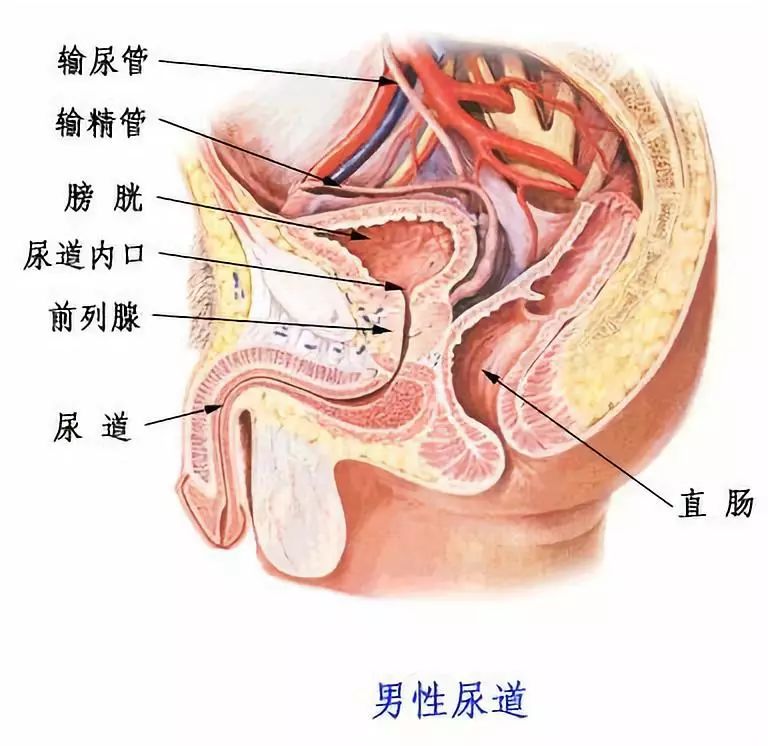 男性尿道构造图片