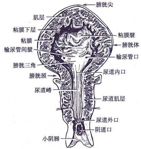 一文了解,泌尿系統解剖圖譜_醫學界-助力醫生臨床決策和職業成長