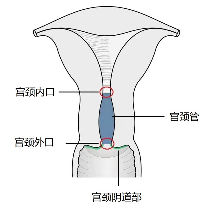 宫颈结构图解图片