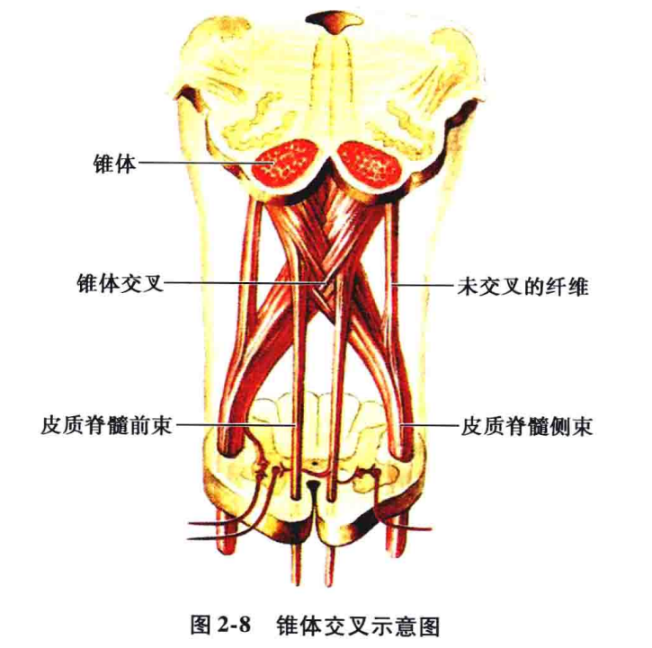 中枢神经系统疾病定位诊断图解延髓的解剖生理及定位诊断