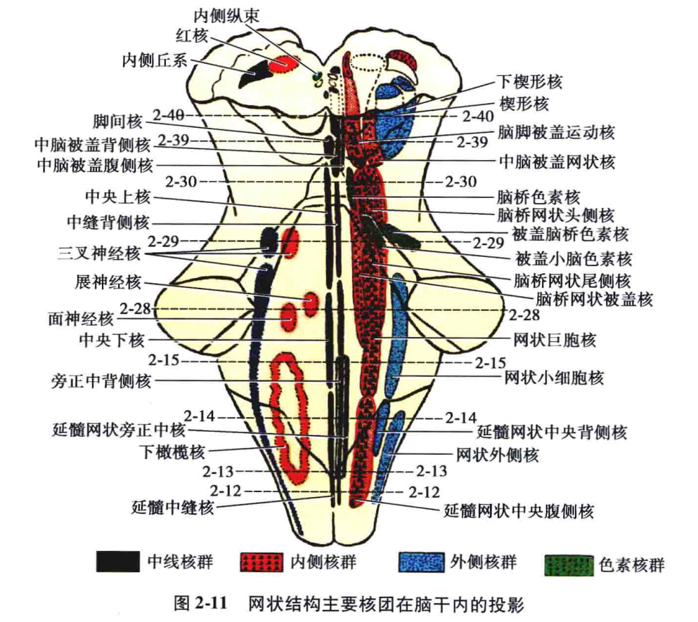 延髓薄束核图片