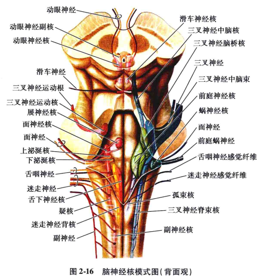 延髓腹侧面图片