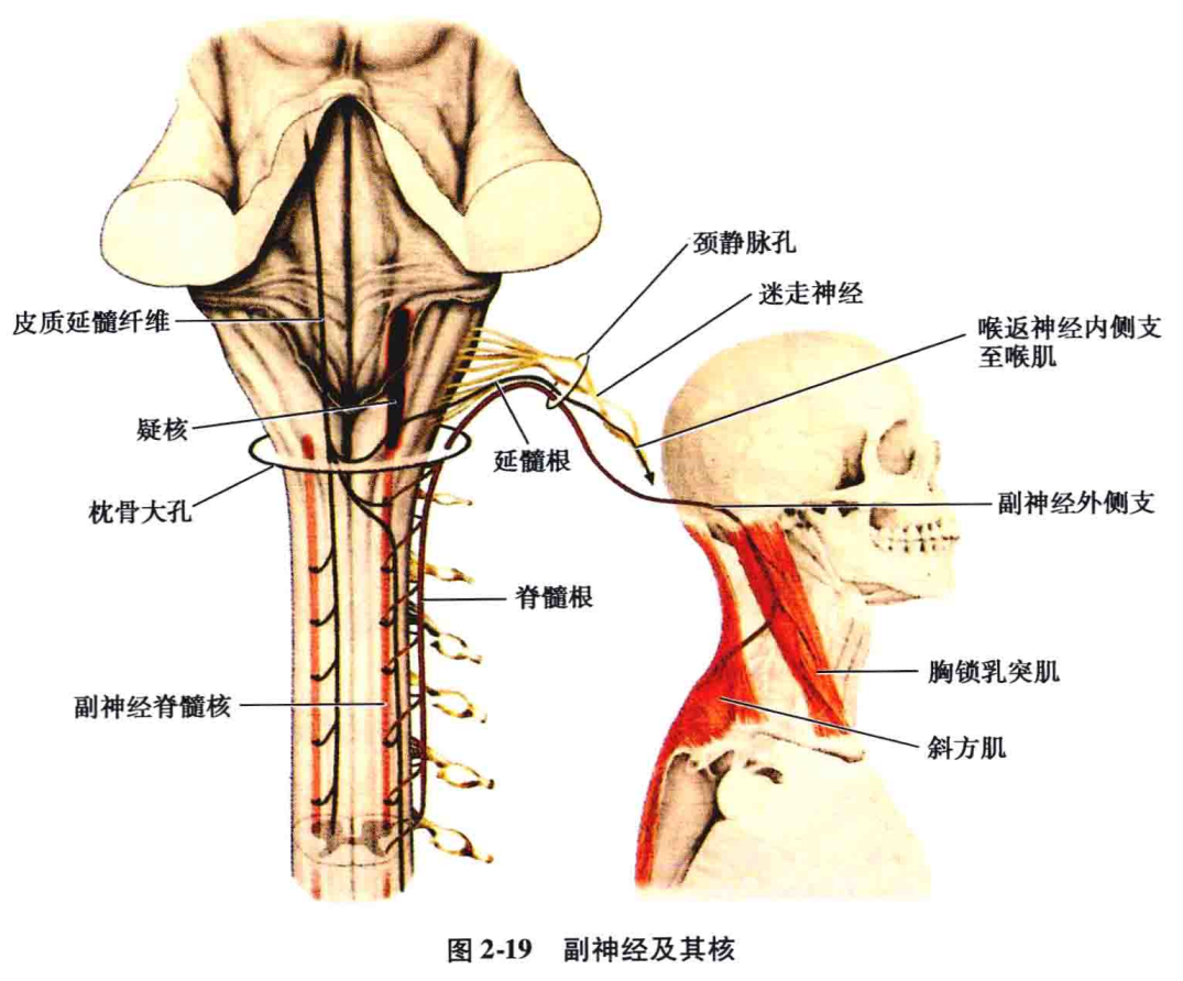 延髓腹侧面图片