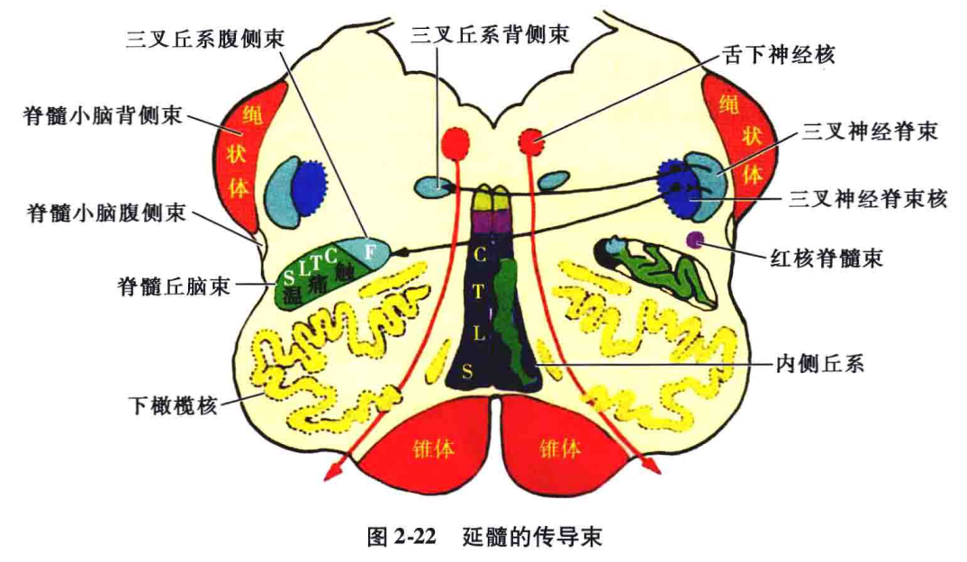 主要包括①绳状体:在延髓背外侧部前庭区的外侧,亦称小脑下脚,已如前