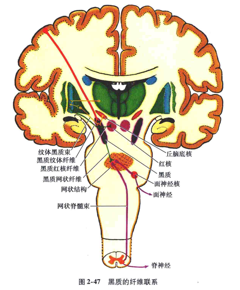 黑质小体图片