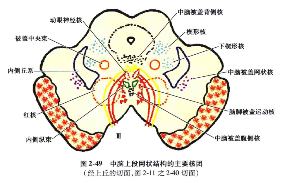 ⑥背侧被盖核:位于中央灰质内,动眼神经核和滑车神经核的背侧,为脑桥