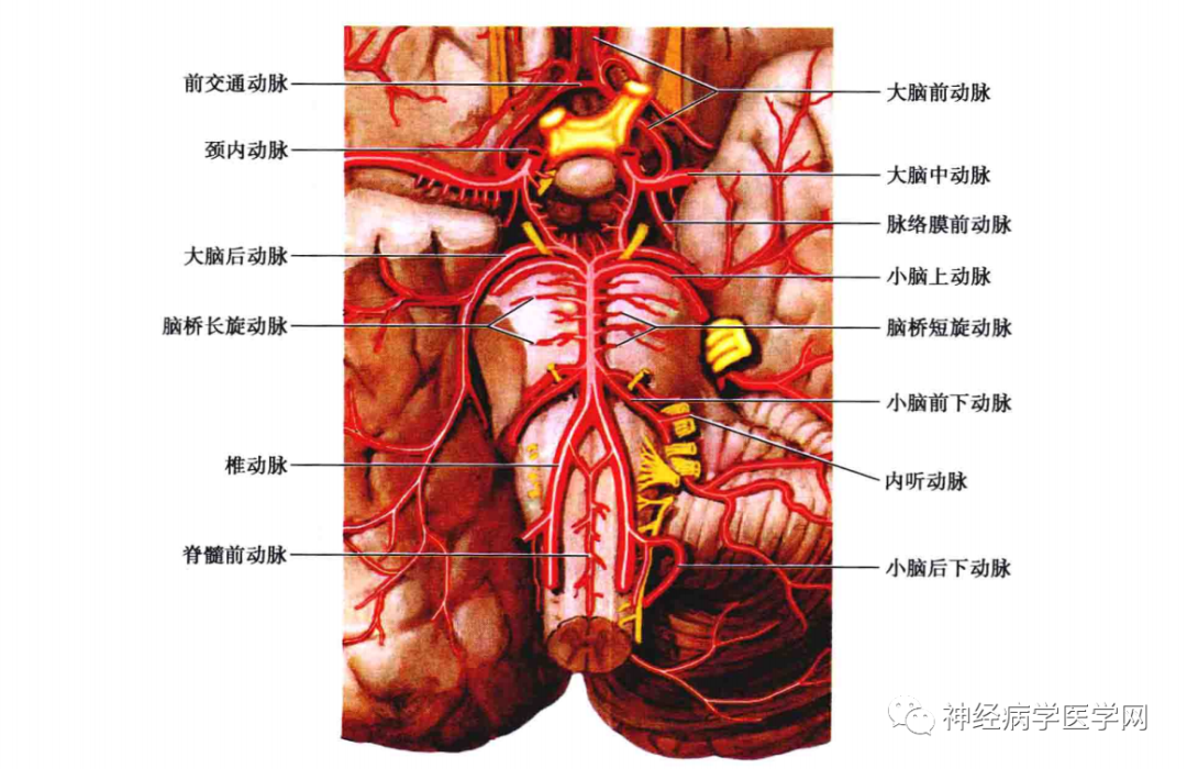 基底动脉分支解剖图图片