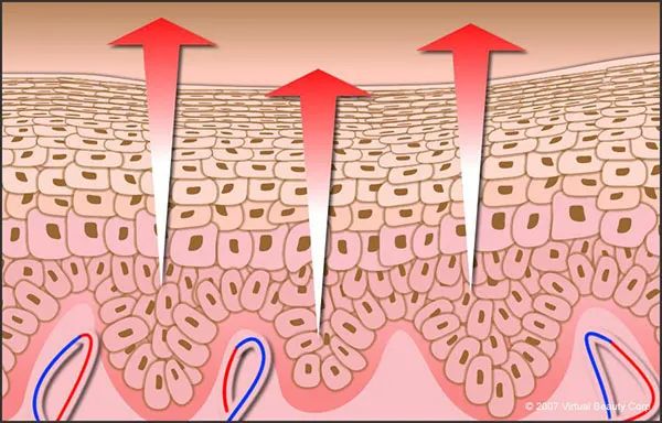 皮肤新陈代谢周期是28天是对的吗