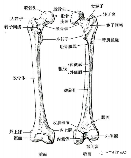 大腿根部骨骼结构图图片