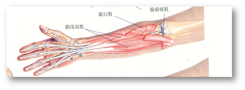 骨科5分钟 旋前圆肌综合征 医学界 助力医生临床决策和职业成长