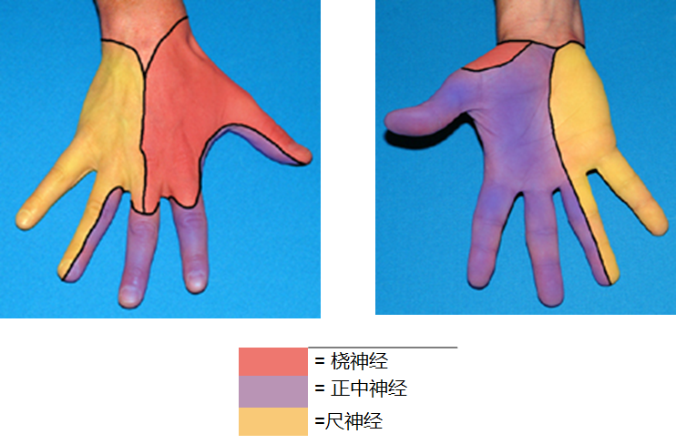 骨科5分钟 旋前圆肌综合征 医学界 助力医生临床决策和职业成长