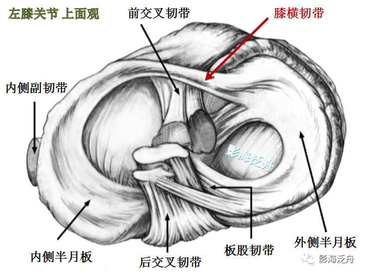 屈氏韧带的解剖位置图片