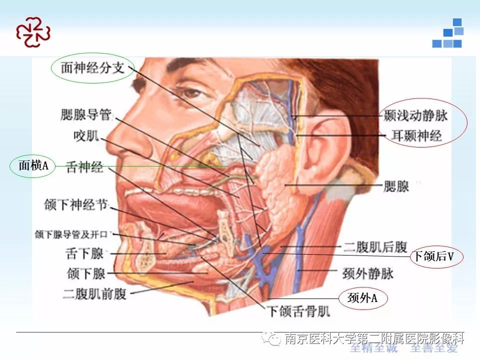 腮部淋巴结图片