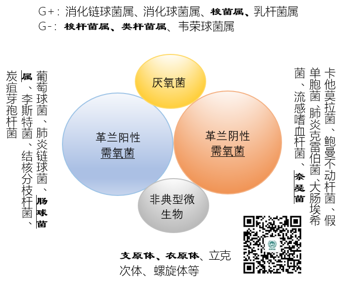 舒普深抗菌素谱图片