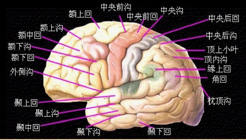 颞叶钩回解剖位置图片