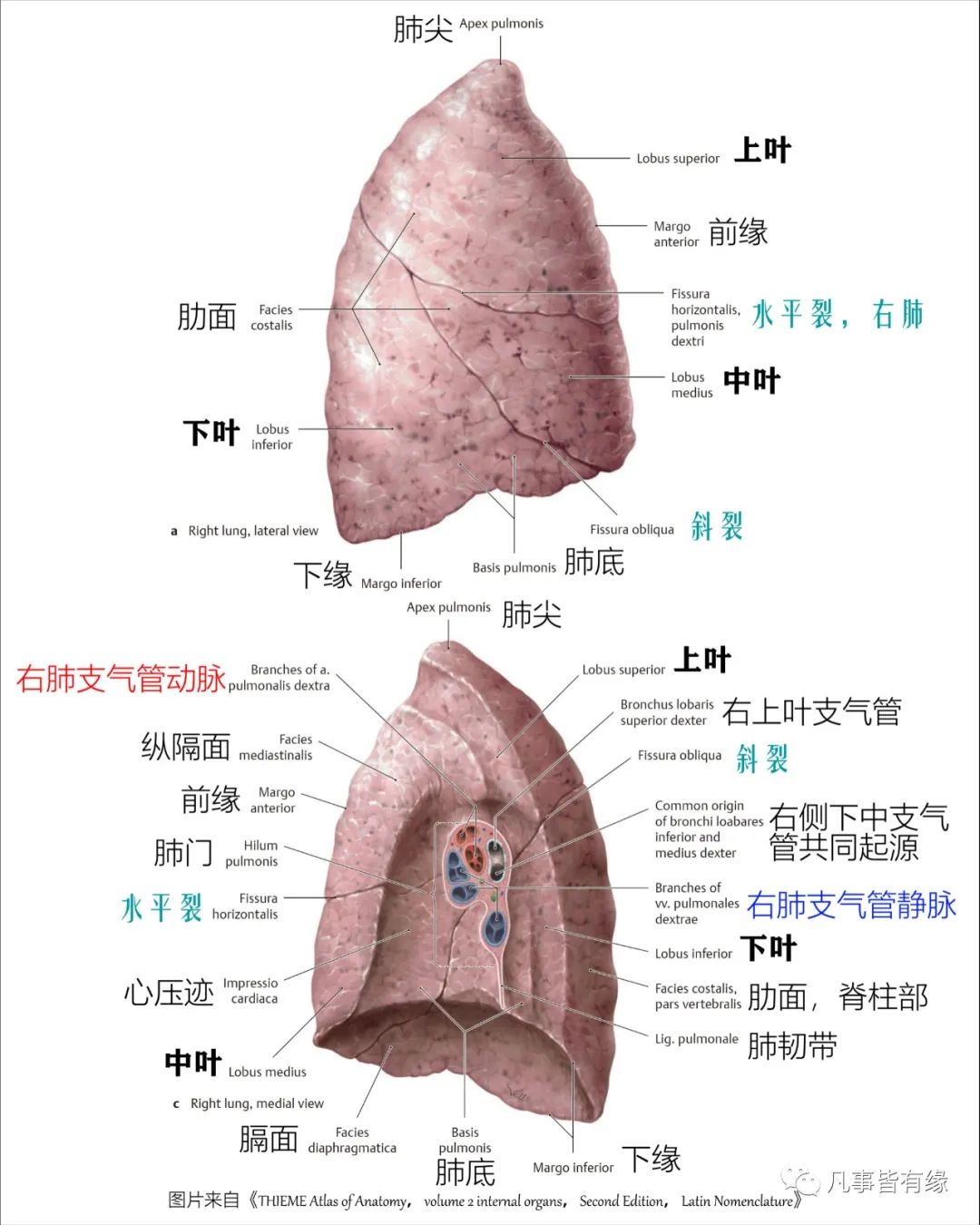 右肺中叶解剖图图片
