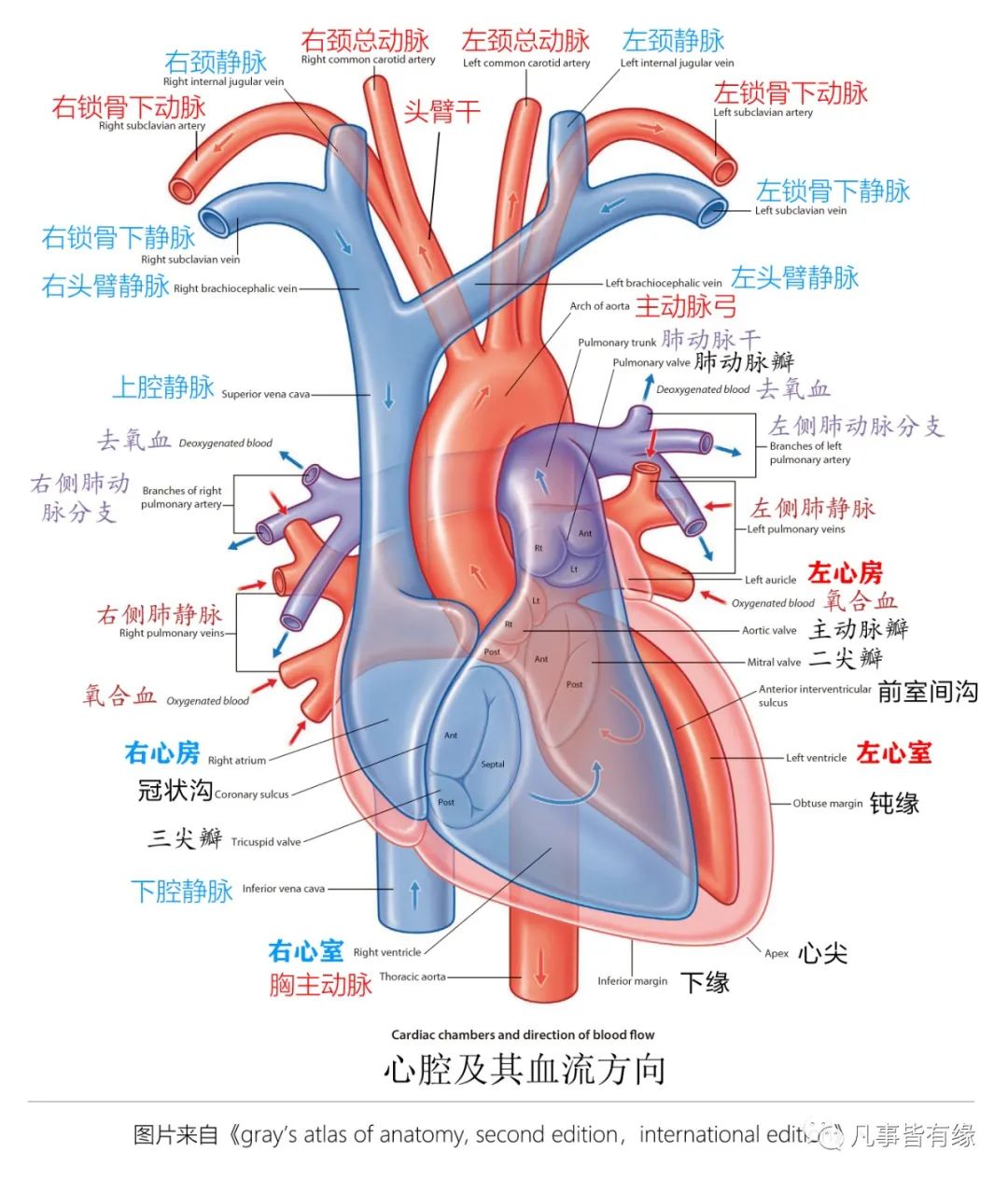 心脏大循环和小循环示意图_39健康网