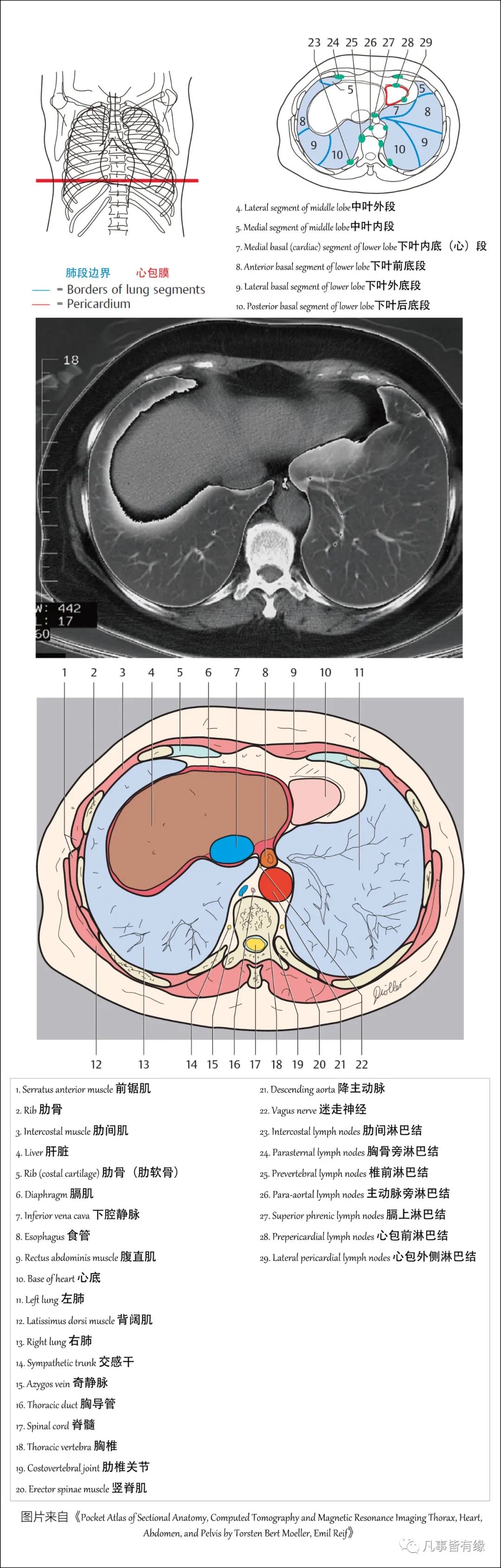 圖文並茂肺部解剖最全解析