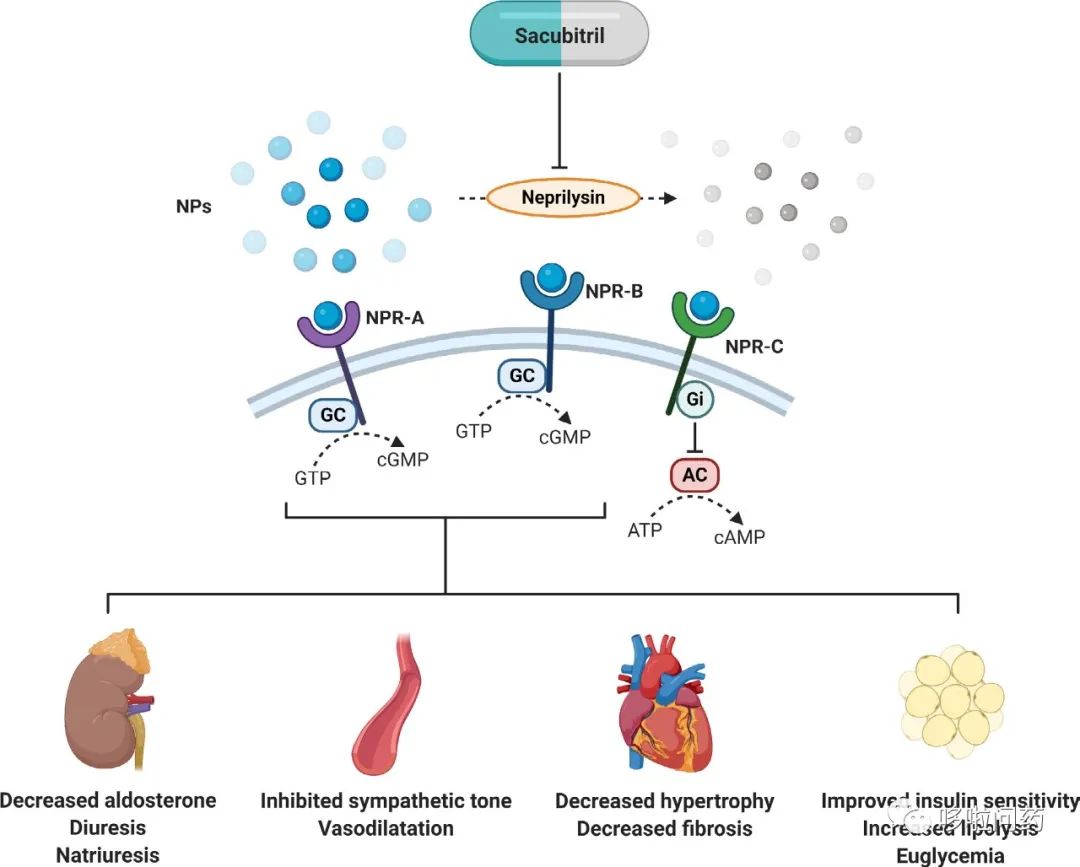 沙库巴曲 缬沙坦钠 不光可以治疗心力衰竭 还可以降血压 医学界 助力医生临床决策和职业成长