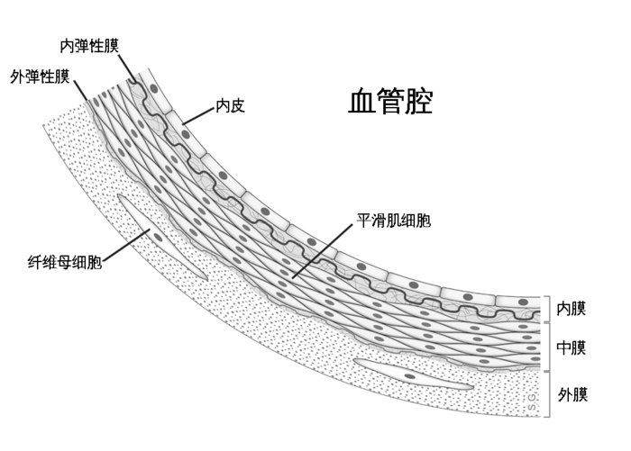 动脉壁结构图片