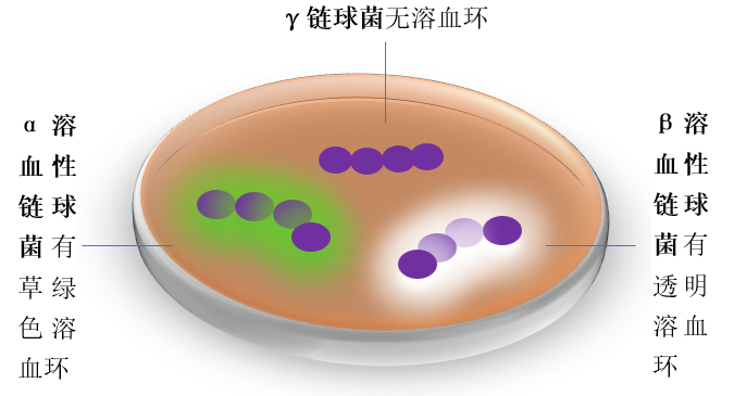 链球菌属细菌分为三类:甲型(α)溶血性链球菌,乙型(β)溶血性链球菌和