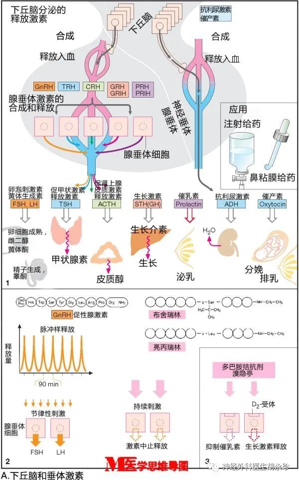 生长激素轴图片