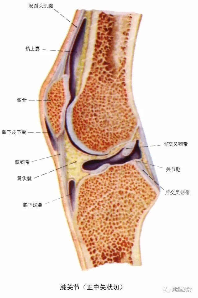 前交叉韧带核磁解剖图图片