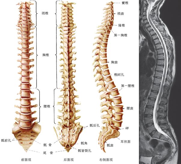 收藏贴 颈椎 腰椎ct常见病变 你都了解吗 医学界 助力医生临床决策和职业成长