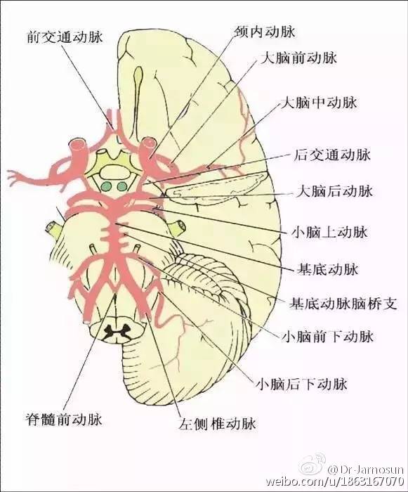 脑血管解剖图高清图片