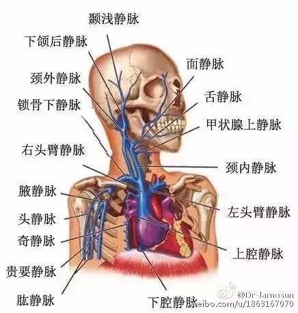 颈内动脉;2.颈静脉球;3.乙状窦;4.小脑.图25