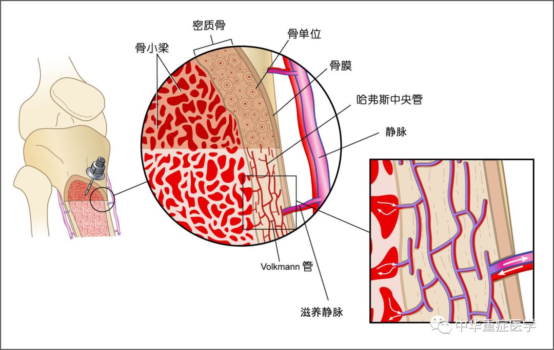 中的造血干细胞位于骨髓中,新生血细胞经过骨髓血窦进入血循环系统