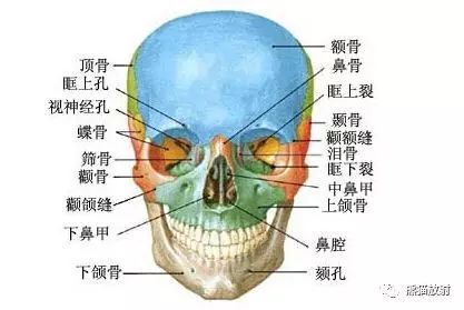 颧骨局部解剖图图片