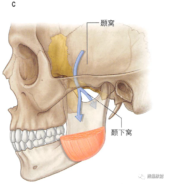颞下颌关节位置图图片