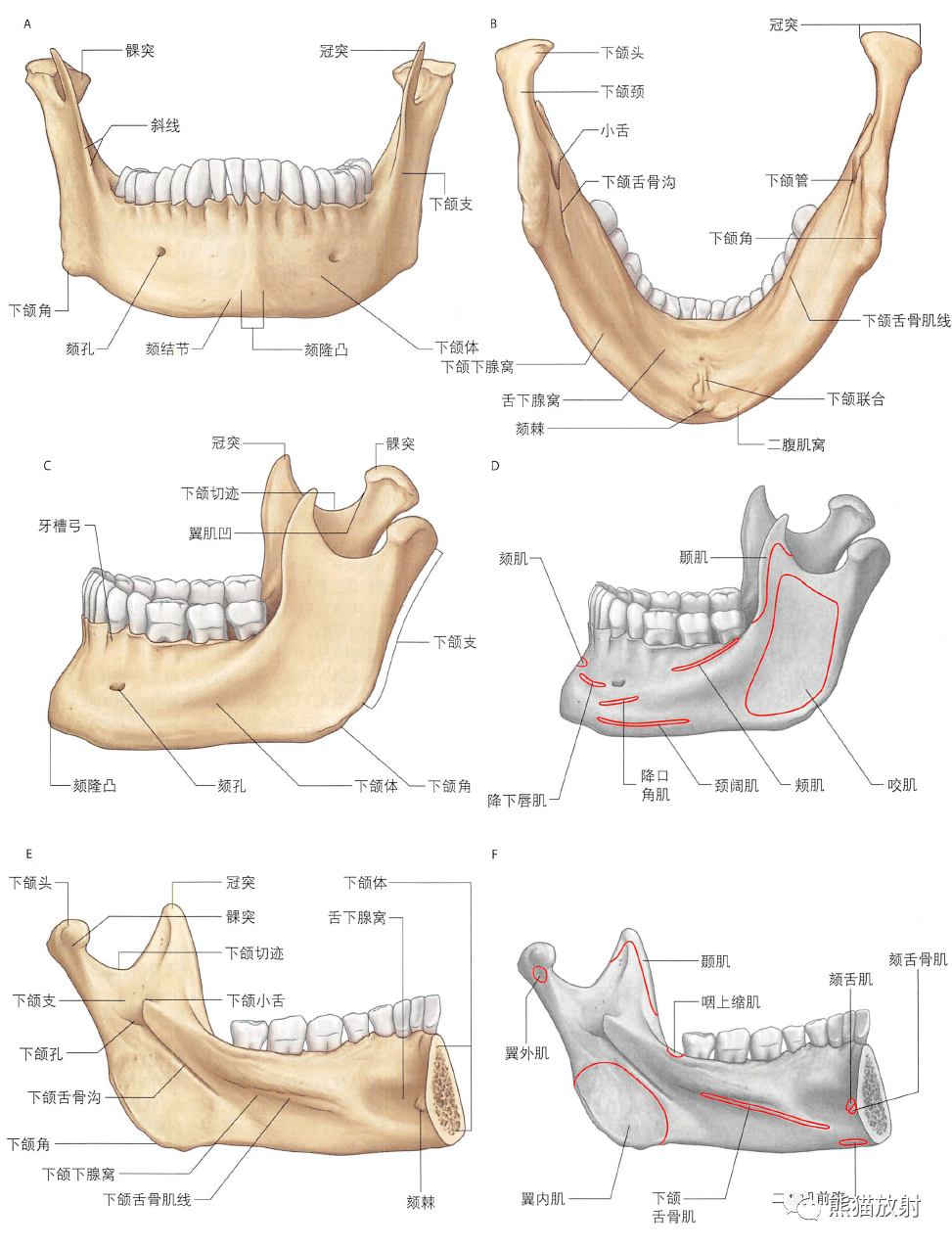 下颌隆突解剖位置图片图片