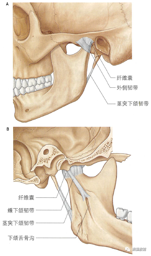 颞部解剖层次图谱图片