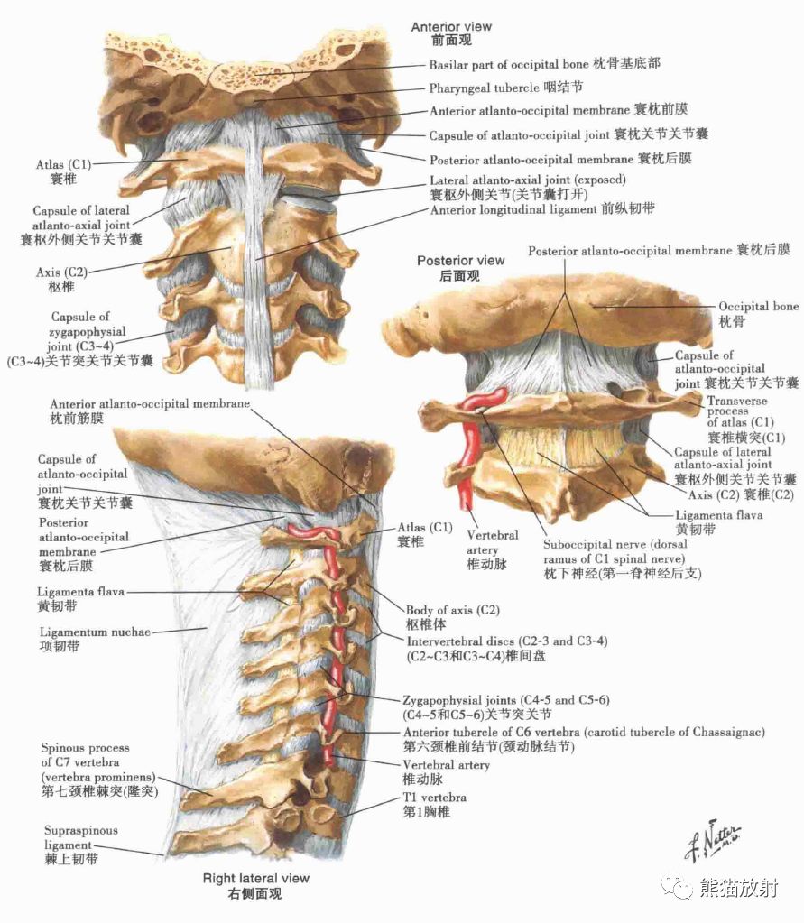 颈椎棘上韧带炎位置图图片